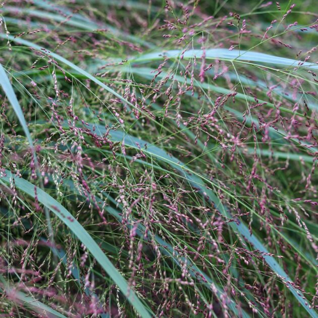 Panicum virgatum  (switchgrass)