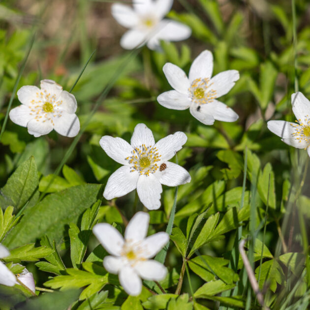 Anemone virginiana (tall thumbleweed)