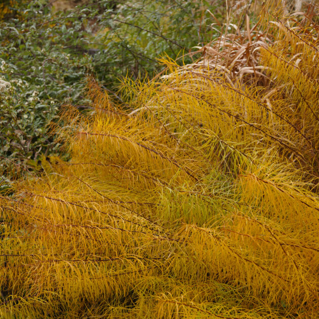 Amsonia hubrichtii (threadleaf bluestar amsonia)