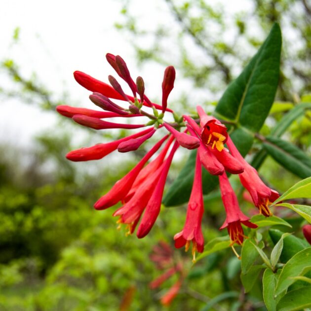 Lonicera sempervirens (trumpet honeysuckle)