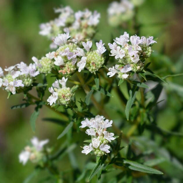 Pycnanthemum virginianum (virginia mountain mint)