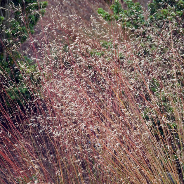 Deschampsia flexuosa (wavy hairgrass)