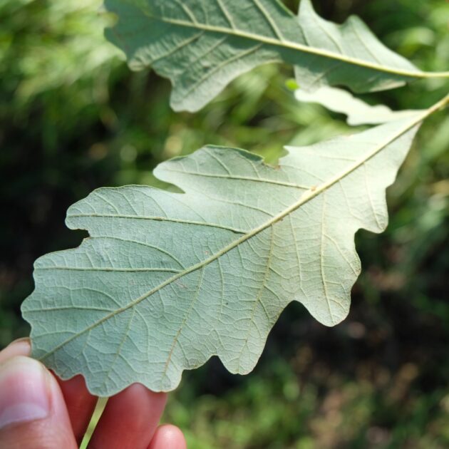 Quercus alba (white oak)