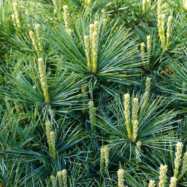 Pinus strobus (white pine)