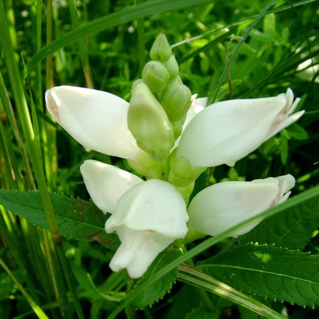Chelone glabra (white turtle)