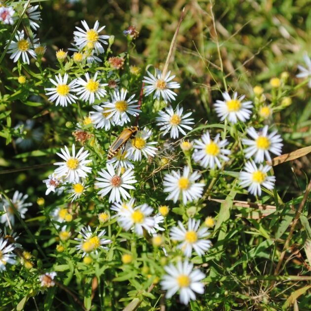 Eurybia divaricata (white wood aster)