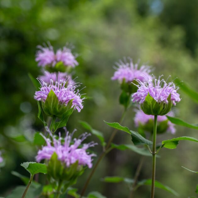 Monarda fistulosa (wild bergamot)
