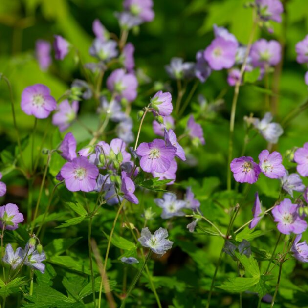 Geranium maculatum (wild geranium)