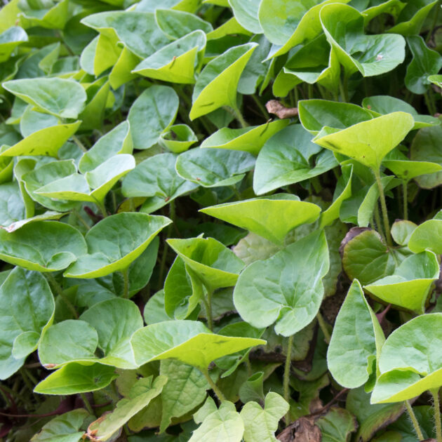 Asarum canadense (wild ginger)