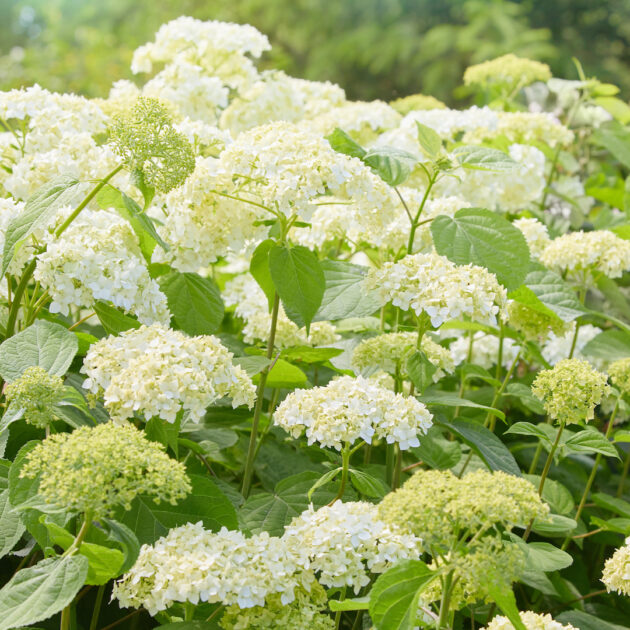 Hydrangea arborescens (wild hydrangea)