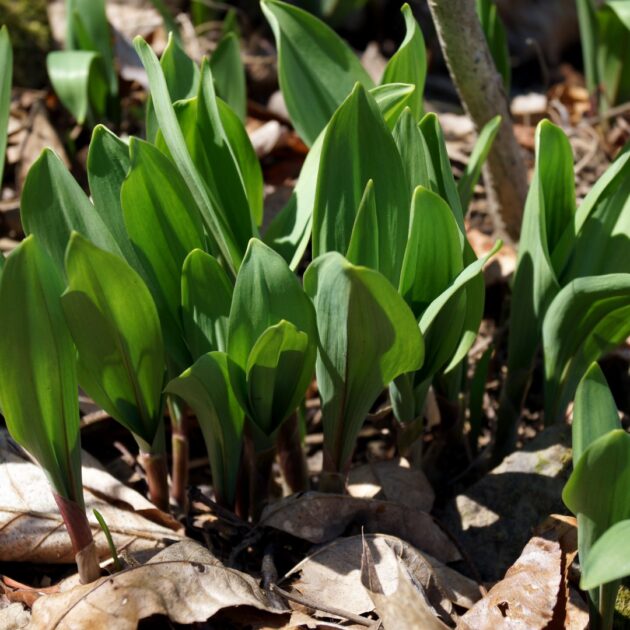 Allium trioccum (wild leek)