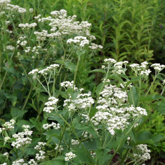 Parthenium integrifolium (wild quinine, wild feverfew)