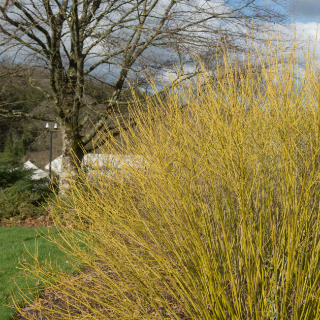 Swida sericea yellow (yellow-twig, dogwood, yellow-osier dogwood)
