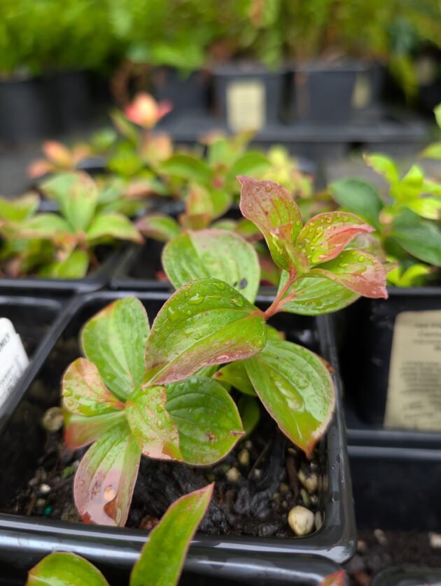 Cornus canadensis (bunchberry)