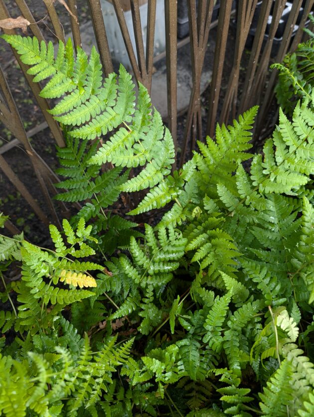 Dryopteris marginalis (marginal wood fern)