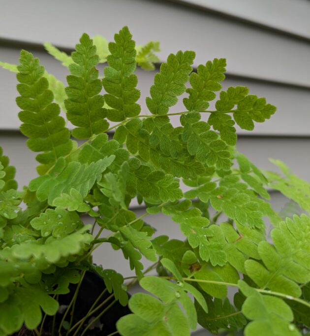 Osmunda claytoniana (interrupted fern)