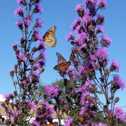 Liatris scariosa var. novae-angliae