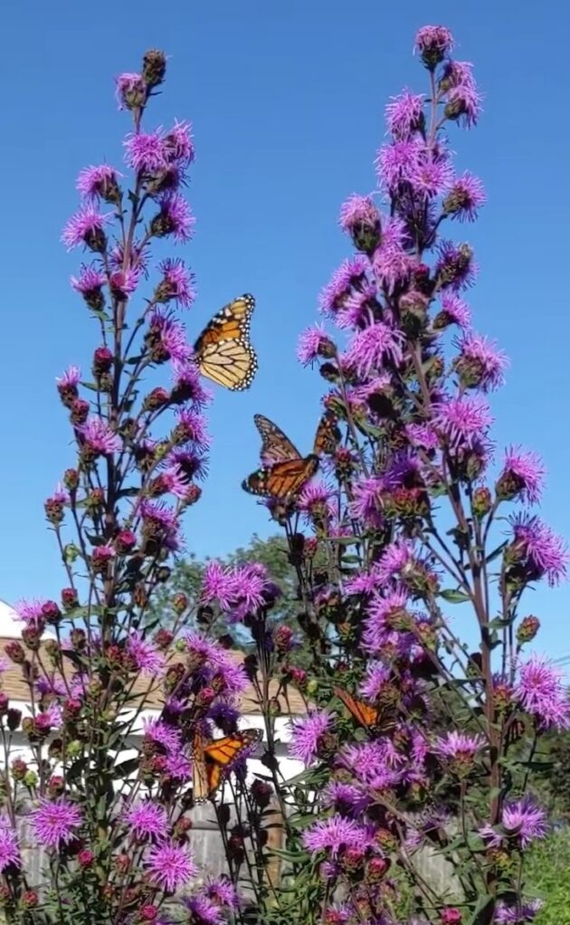 Liatris scariosa var. novae-angliae