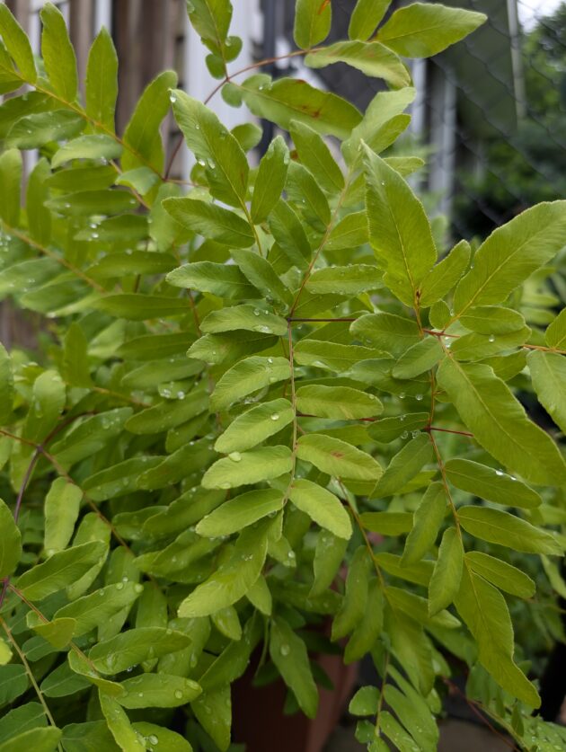Osmunda Regalis (royal fern)