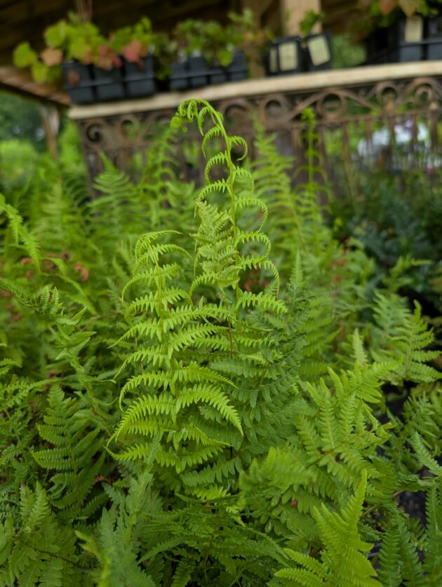 Thelypteris palustris (marsh fern)