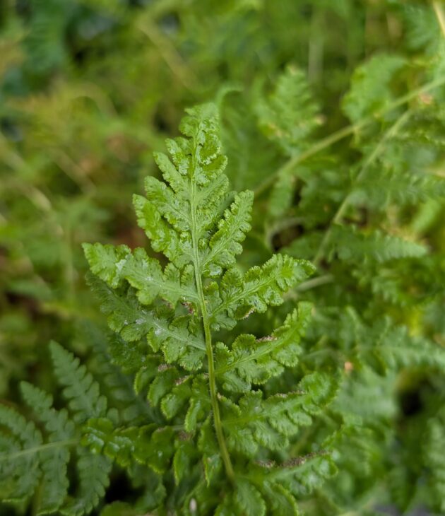 Woodsia obtusa  (blunt-lobed cliff fern)