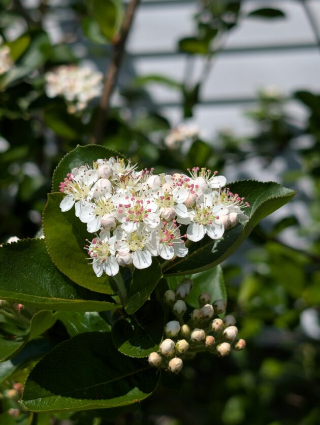 Aronia melanocarpa (black chokeberry) - Image 2