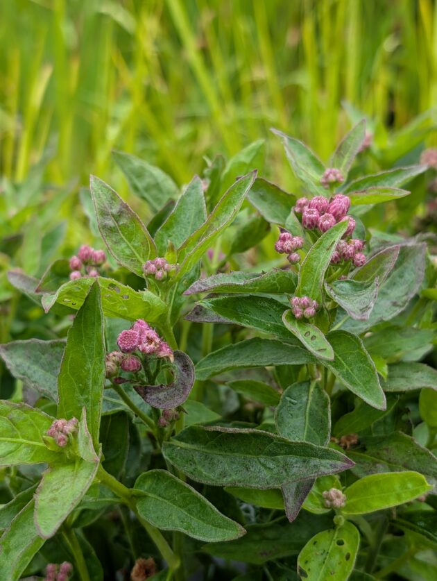 Pluchea odorata (sweet-scented camphorweed)