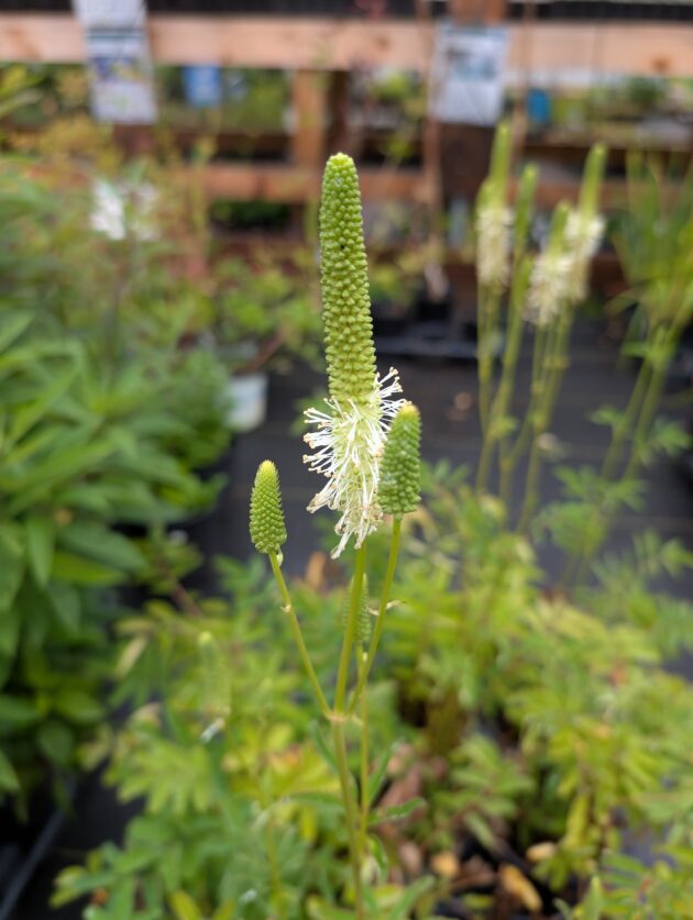 Sanguisorba canadensis (Canada/wild burnet)