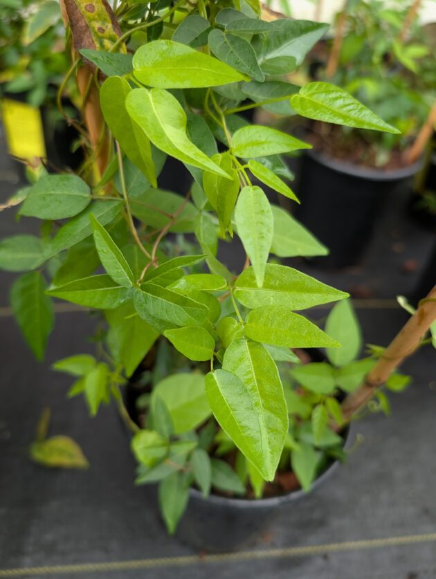Apios americana (common ground-nut)