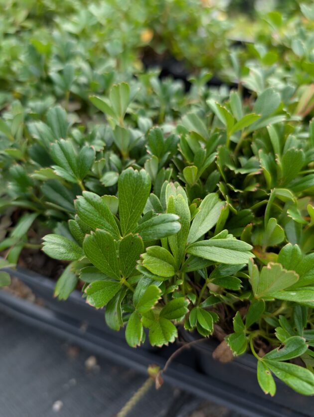 Sibbaldiopsis tridentata  (three-toothed cinquefoil)