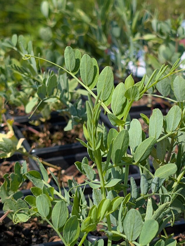 Lathyrus japonicus (beach pea, sand pea. beach vetchling)