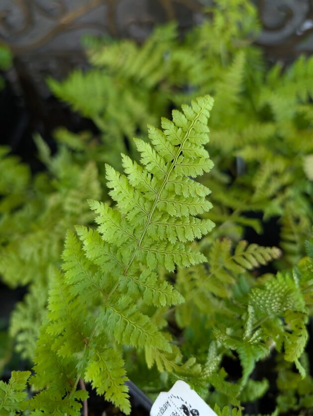 Dryopteris intermedia (intermediate wood fern)