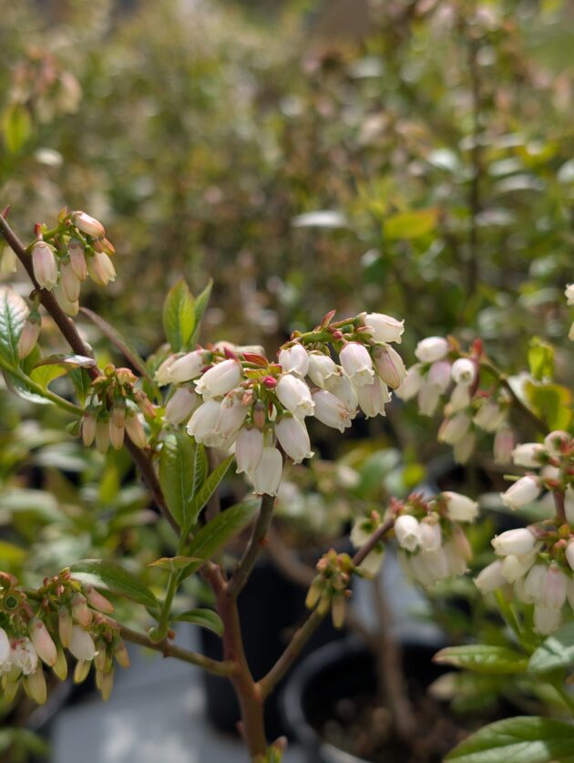 Vaccinium corymbosum (high bush blueberry)