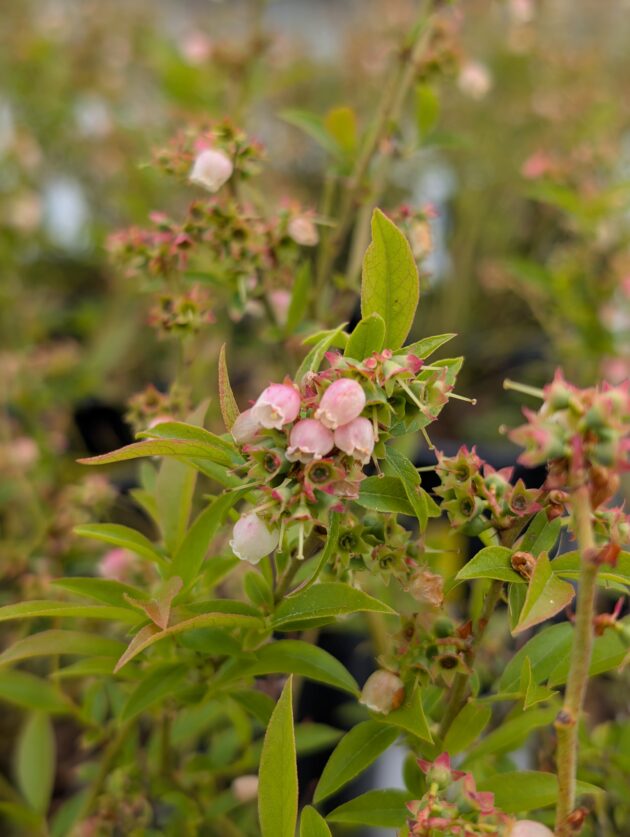 Vaccinium angustifolium (low bush blueberry)