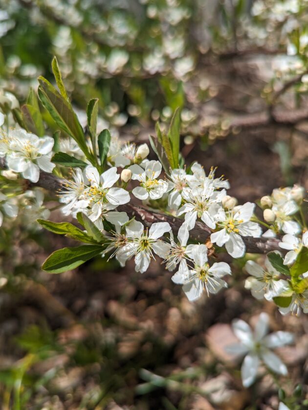 Prunus pumila ( dwarf sand plum, sand cherry, Prunus pumila var. depressa;)