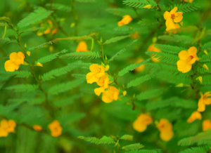 Partridge Pea