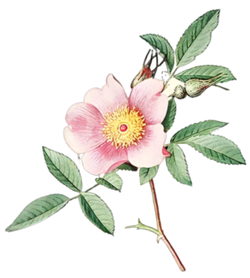 botanical-print-butterfly-effect-farm botanical-print-butterfly-effect-farm